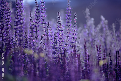 elegant purple flowers on thin long stems with blurred background