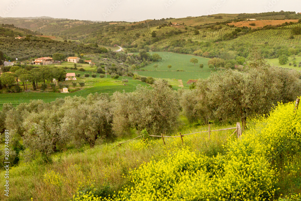 Magliano in Toscana (Grosseto) Magliano in Toscana (Grosseto)