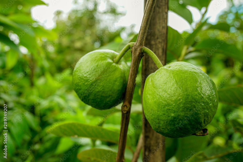 Young green guava fruit Hang on the guava tree. Psidium guajava Young green guava fruit Hang on the guava tree. Psidium guajava