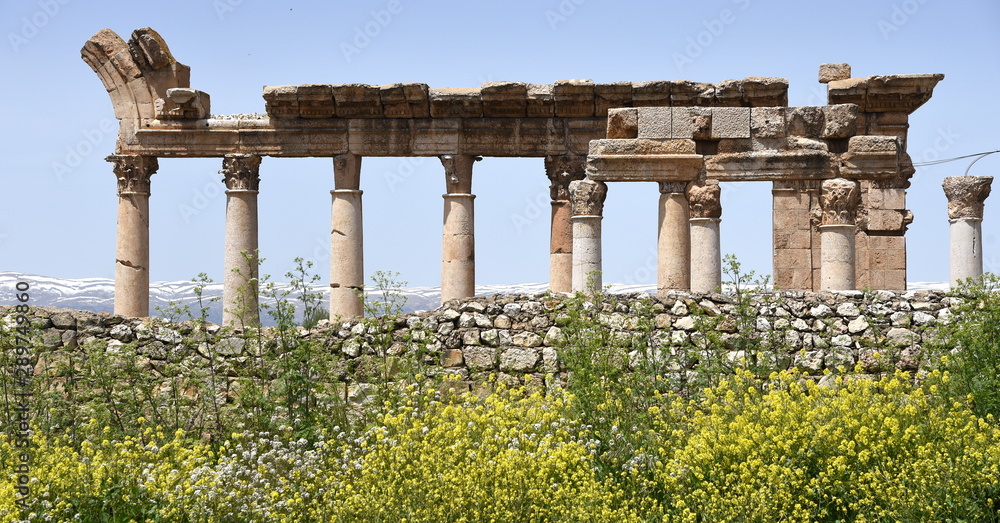 Fototapeta premium Ruinen von Baalbek hinter steinerner Mauer und blühenden Büschen im Vordergrund 