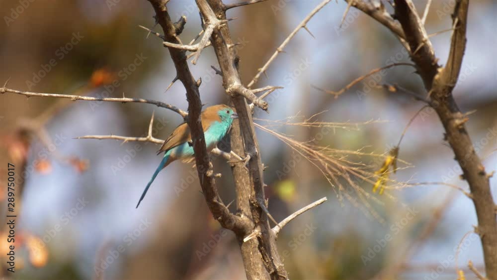 Blue waxbill with nesting materiel, Victoria falls, Zimbabwe Blue waxbill with nesting materiel, Victoria falls, Zimbabwe