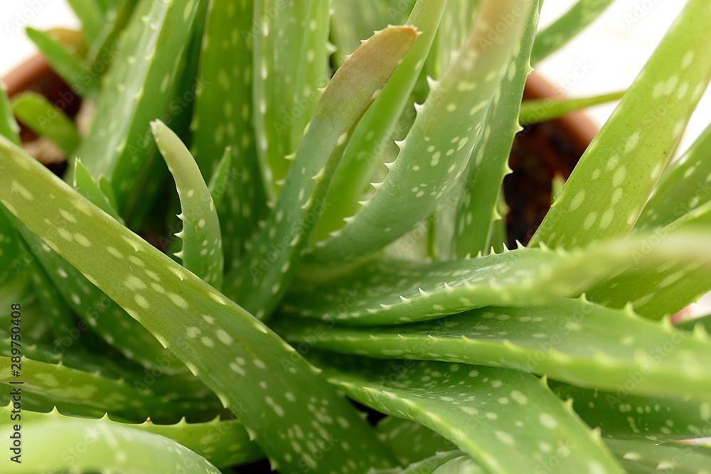 Cultivate aloe vera on home balcony, balcony ornamental plants, Cultivate aloe vera on home balcony, balcony ornamental plants,