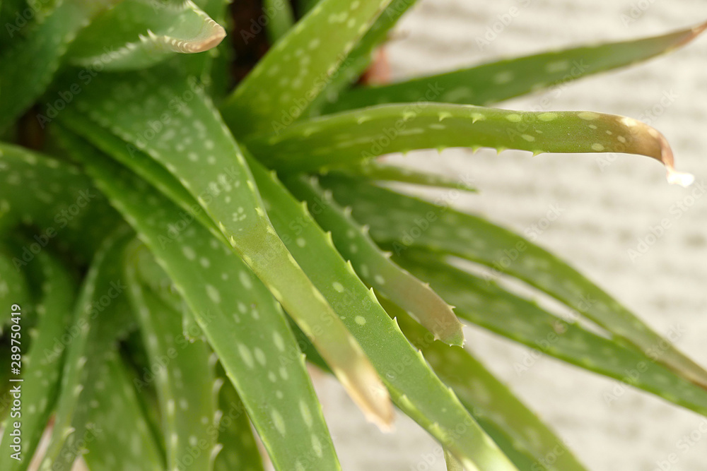 Cultivate aloe vera on home balcony, balcony ornamental plants, Cultivate aloe vera on home balcony, balcony ornamental plants,