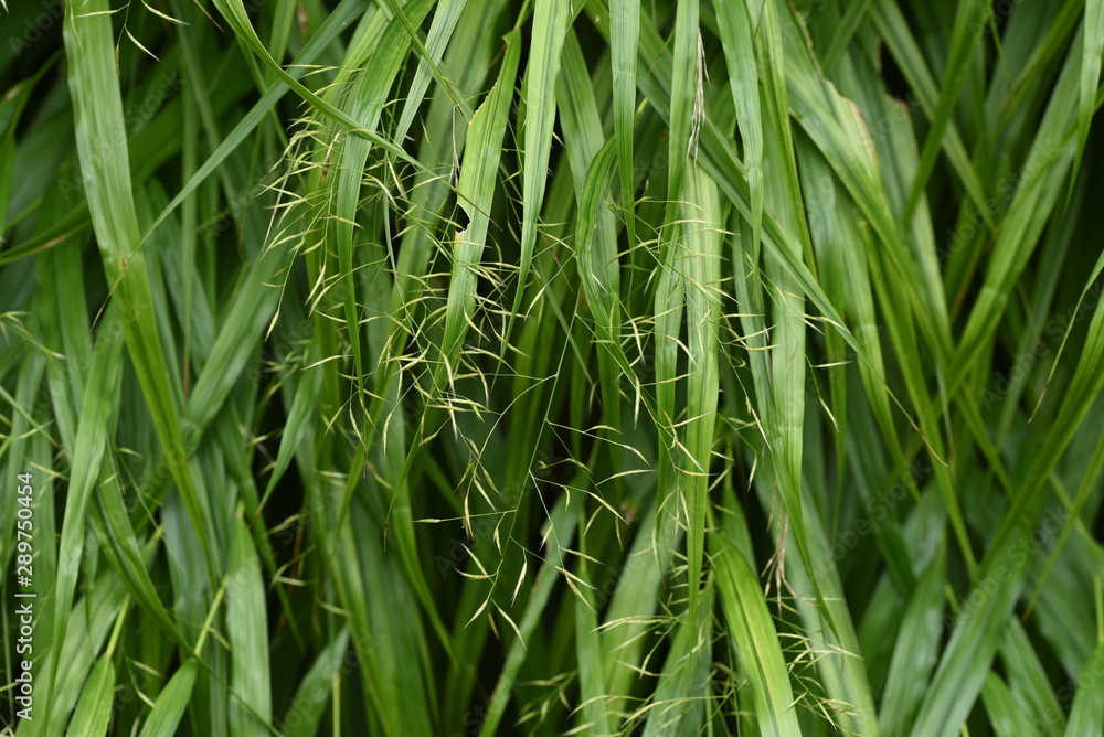 The spikes of Japanese forest grass (Hakonechloa macra) The spikes of Japanese forest grass (Hakonechloa macra)