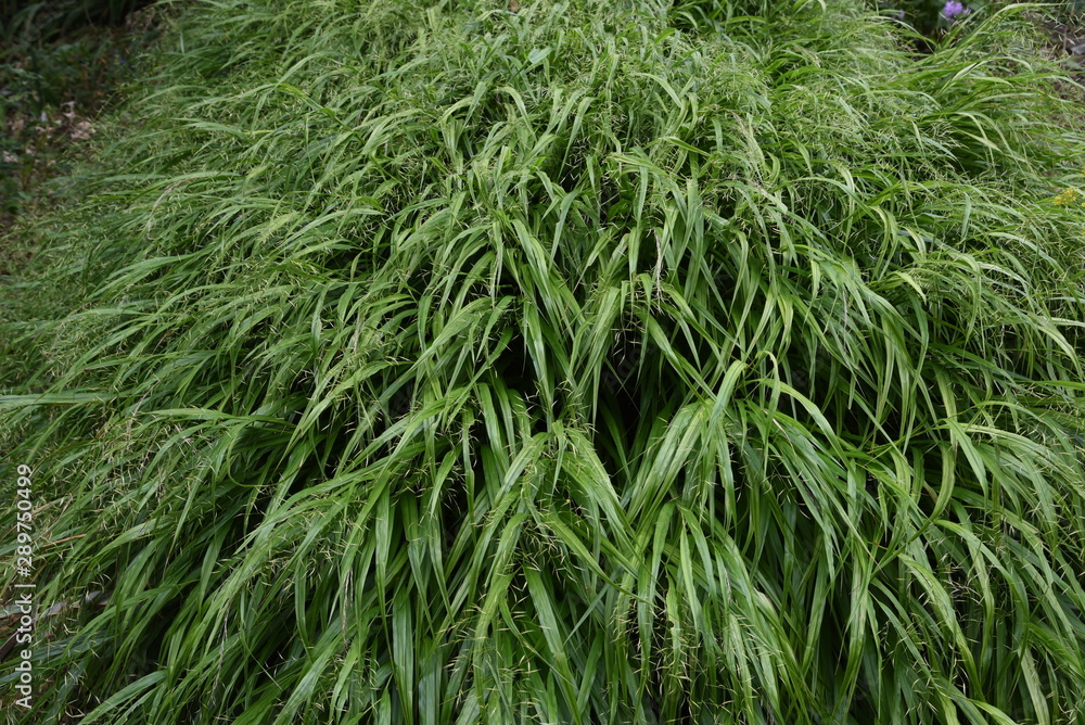 The spikes of Japanese forest grass (Hakonechloa macra) The spikes of Japanese forest grass (Hakonechloa macra)
