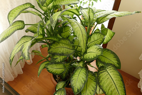 Dieffenbachia flower, home ornamental plants, flowerpot in Dieffenbachia, close up, photo