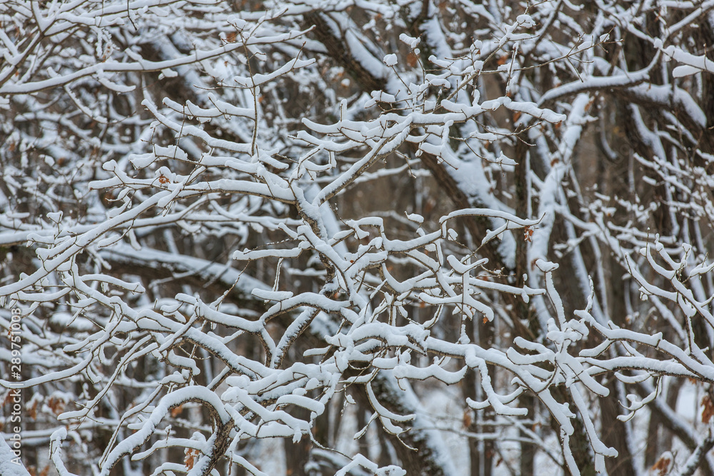 Beautiful snowy trees in the Russian forest. Snow covered tree branches Beautiful snowy trees in the Russian forest. Snow covered tree branches