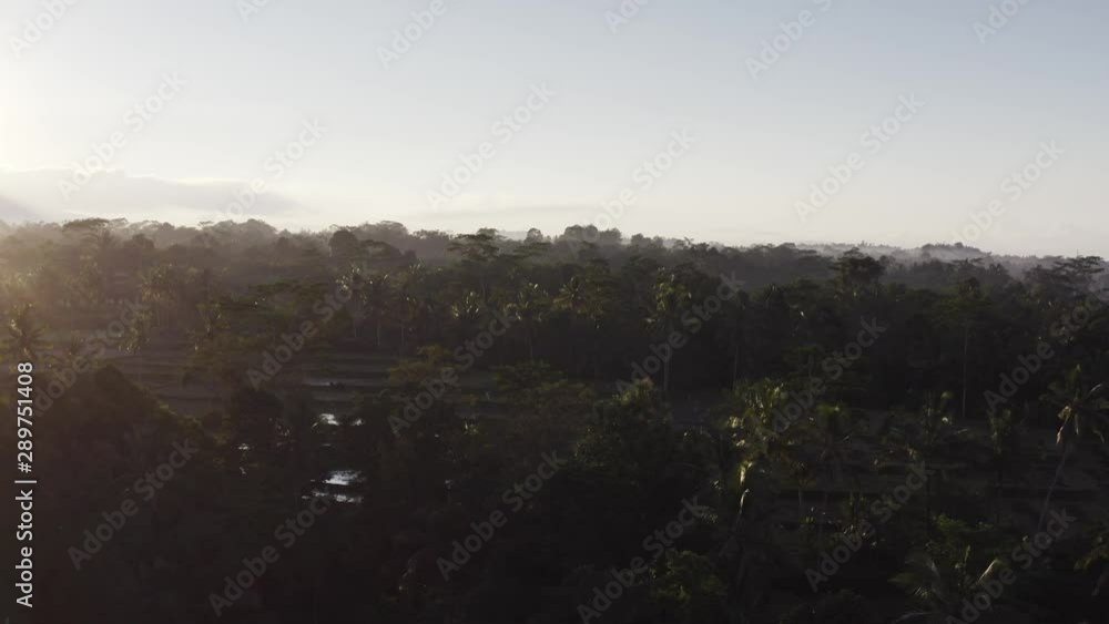 Aerial view of rice terraces surrounded with tropical palms and rainforest at sunrise. Balinese farmland. Ubud village, Indonesia. Aerial view of rice terraces surrounded with tropical palms and rainforest at sunrise. Balinese farmland. Ubud village, Indonesia.