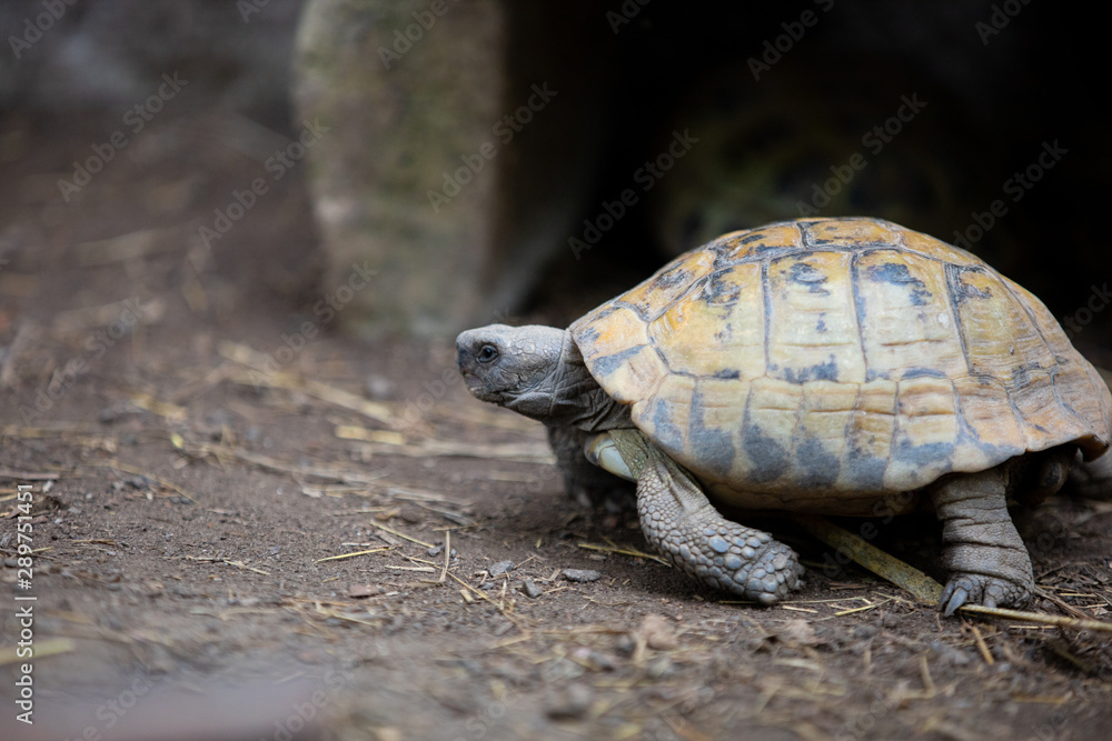 Obraz premium turtle