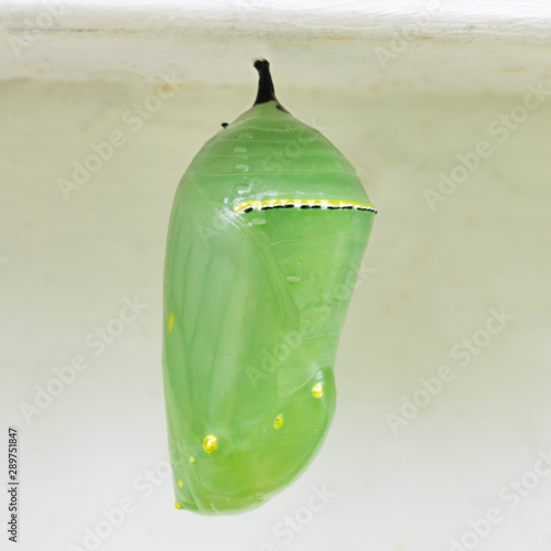 Monarch Butterfly Chrysalis