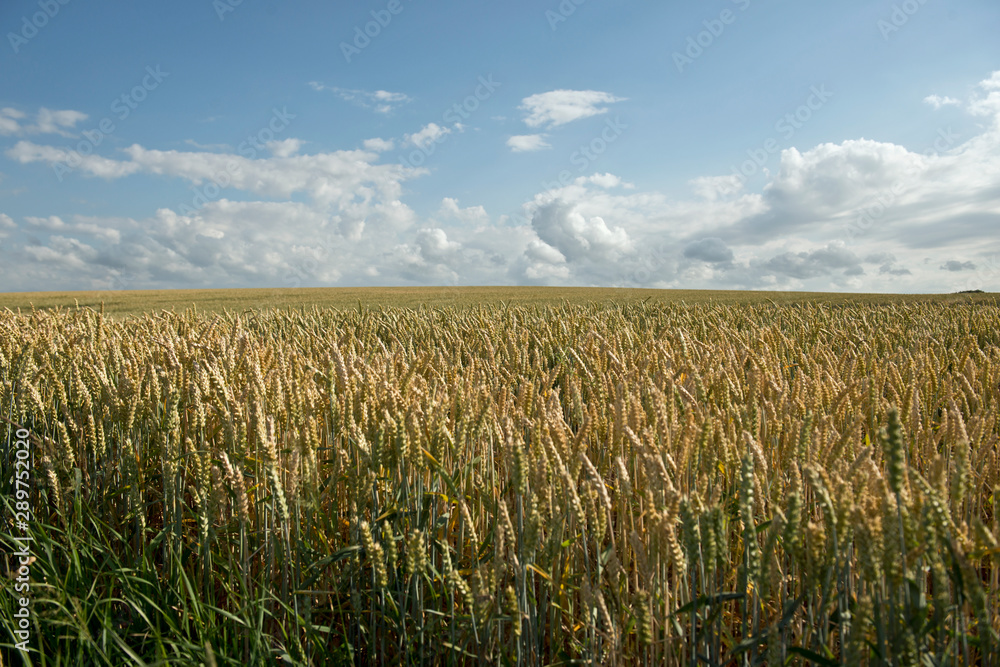 Cornfield landscape with some clouds