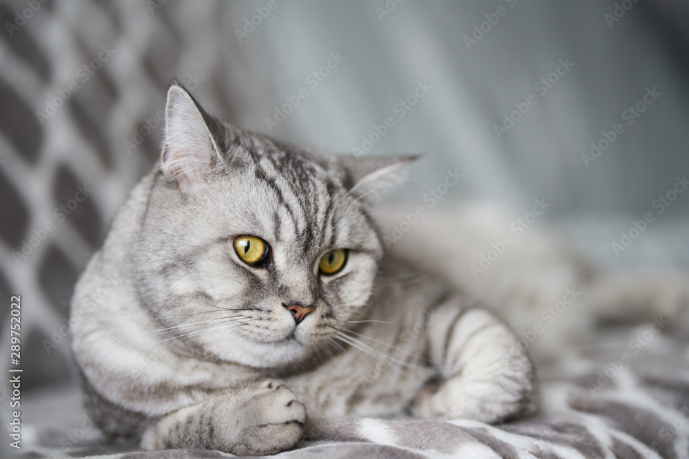 Noble proud cat lying on a grey couch. The British Shorthair cat is cute. Beautiful cat eyes