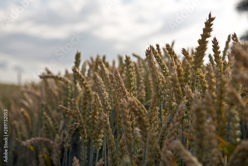 Grain, cereals and outs as food