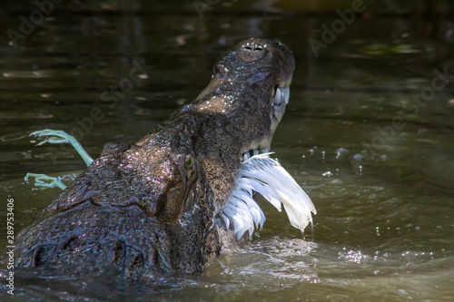 American Crocodile  crocodylus acutus  feeding on an egret in a swamp in Black River  Jamaica