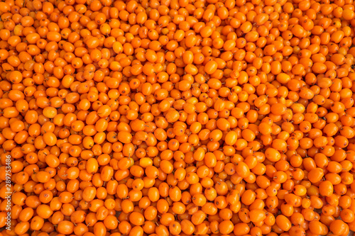 Bright orange berries of sea buckthorn background wallpaper