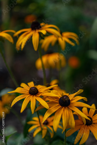 Yellow flowers similar to a sunflower