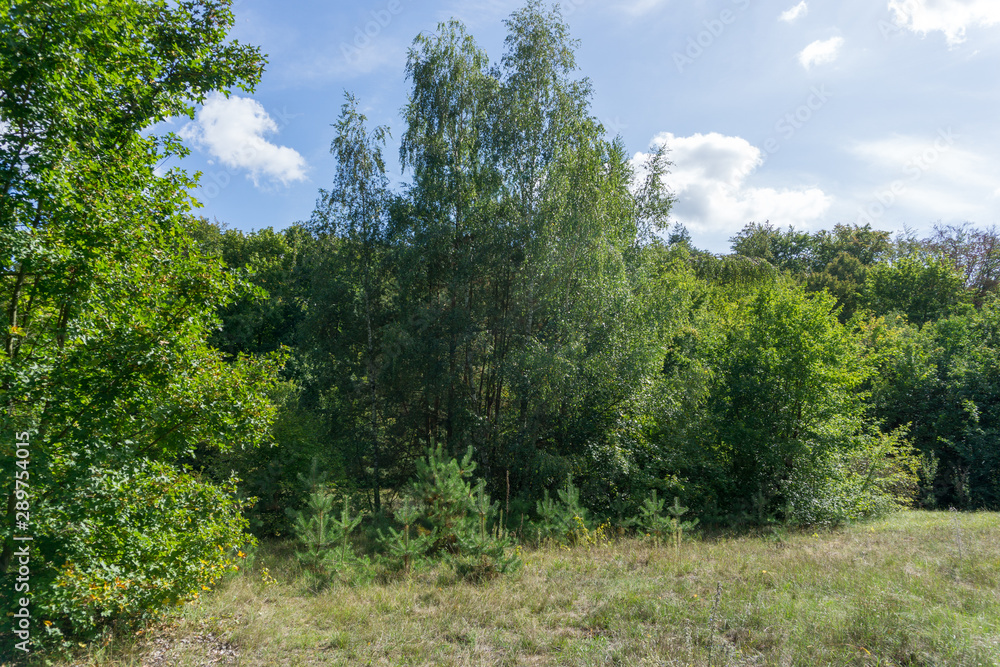 Idyllic view of Grunewald, Havelhöhenweg, Berlin, Germany on a sunny day