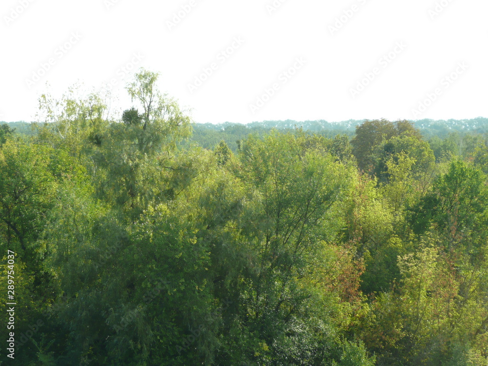 Many trees with green petals. Many trees with green petals.