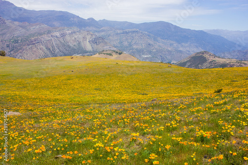 wild flowers