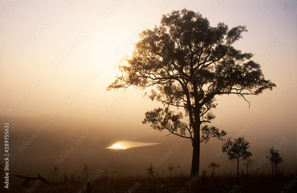 Obraz premium A tree, and a dam in a field and in a fog. Vacy. Australia.
