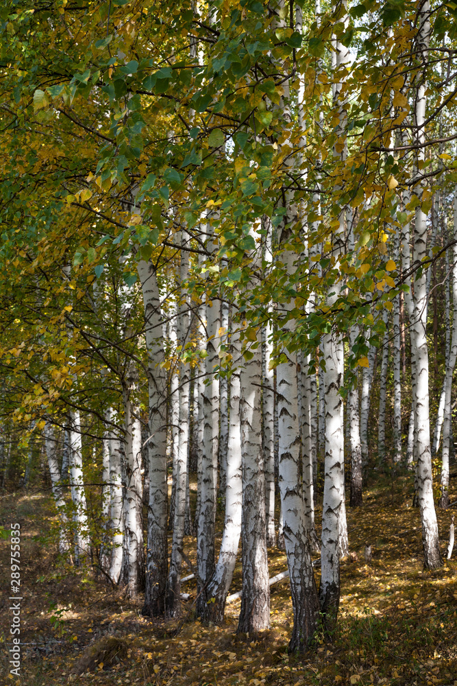 Fototapeta premium Golden autumn in deciduous forest