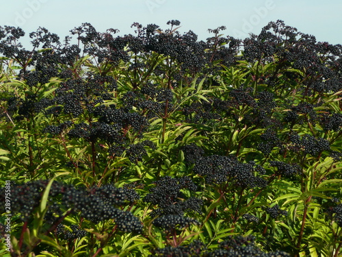 black elderberry, whole plantation in the open blue sky.