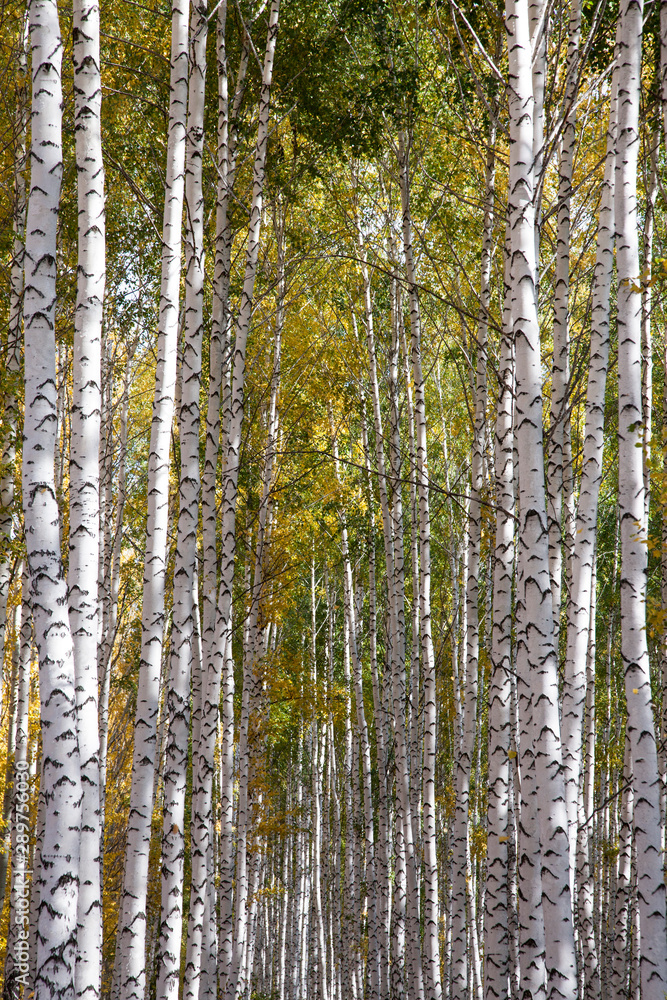 Golden autumn in deciduous forest