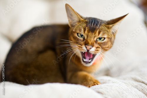 restless animal. An Abyssinian cat hisses at the camera, exposing and showing fangs. The animal is embittered