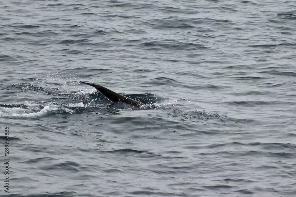 Obraz premium Wild dolphin Harbour porpoise (Phocoena phocoena) diving in the ocean. Tail of dolphin is visible on water surface. Wild mammal in natural habitat.