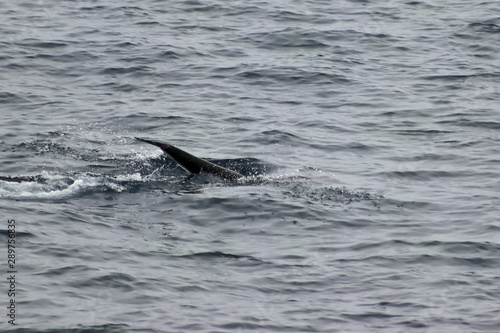 Wild dolphin Harbour porpoise (Phocoena phocoena) diving in the ocean. Tail of dolphin is visible on water surface. Wild mammal in natural habitat.