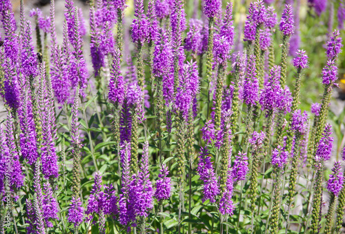 Close-up sectional view of a field of Mexican sage on a sunny summer day