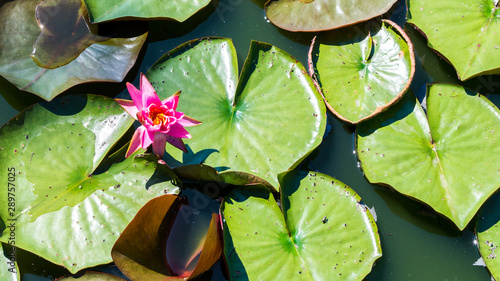 solitary pink water lily with lily pads in a pond with copy space photo
