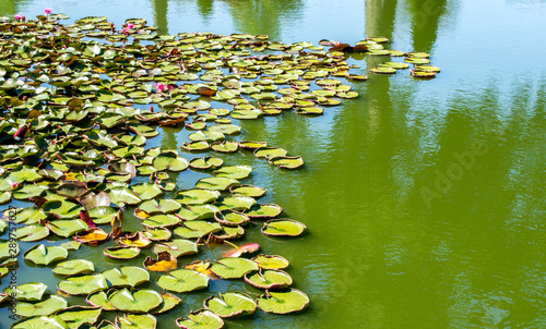 pink water lilies and green lily pads in a small murky pond with copy space photo