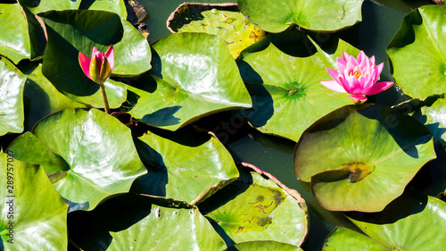 two pink water lilies with lily pads in a pond on a sunny day with copy space photo