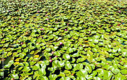 background wallpaper-endless green lily pads with pink water lilies in a pond photo