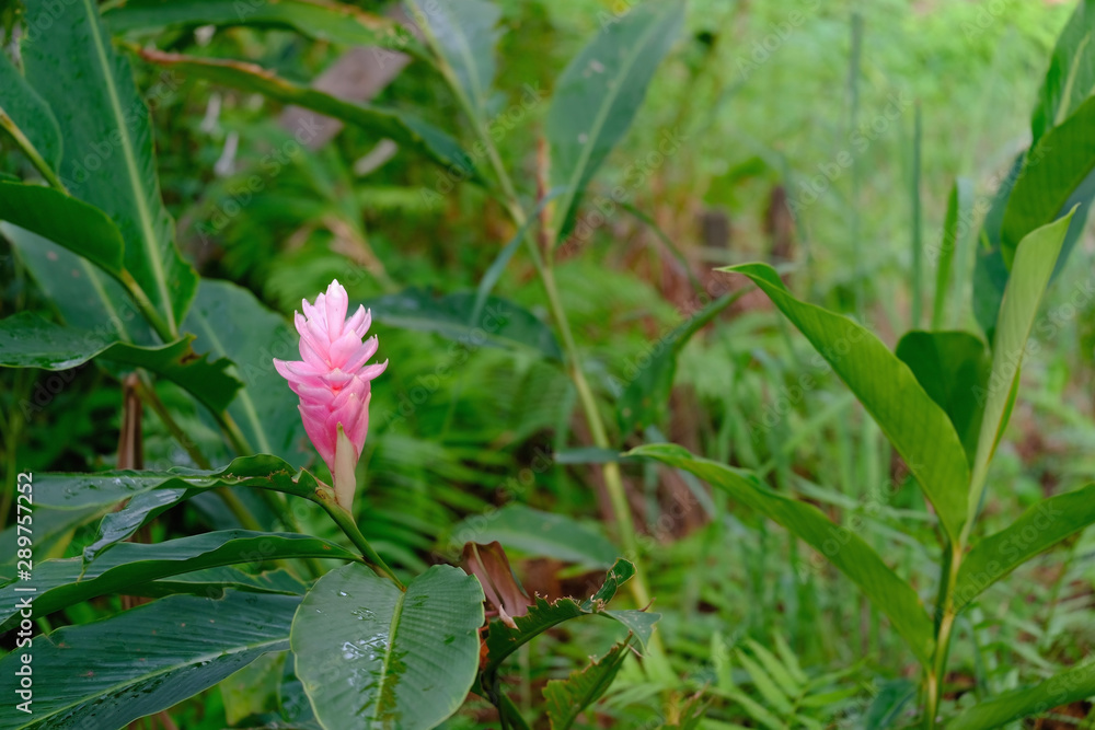 A beautiful pink flower in a garden