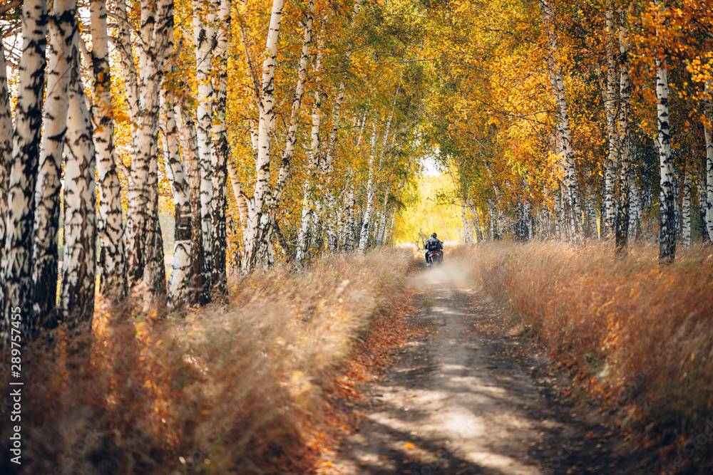 Obraz premium Motorcyclist rides on birch grove into distance. Dust from motorcycle. Scenic sunny golden autumn landscape. Beautiful fall scenery with people. Birches along road in sunset. Warm sunrise in forest.