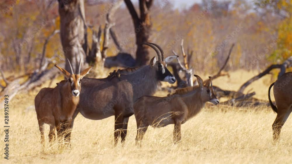 Roan herd in safari park, Africa Roan herd, Hwange National Park Zimbabwe Roan herd in safari park, Africa Roan herd, Hwange National Park Zimbabwe