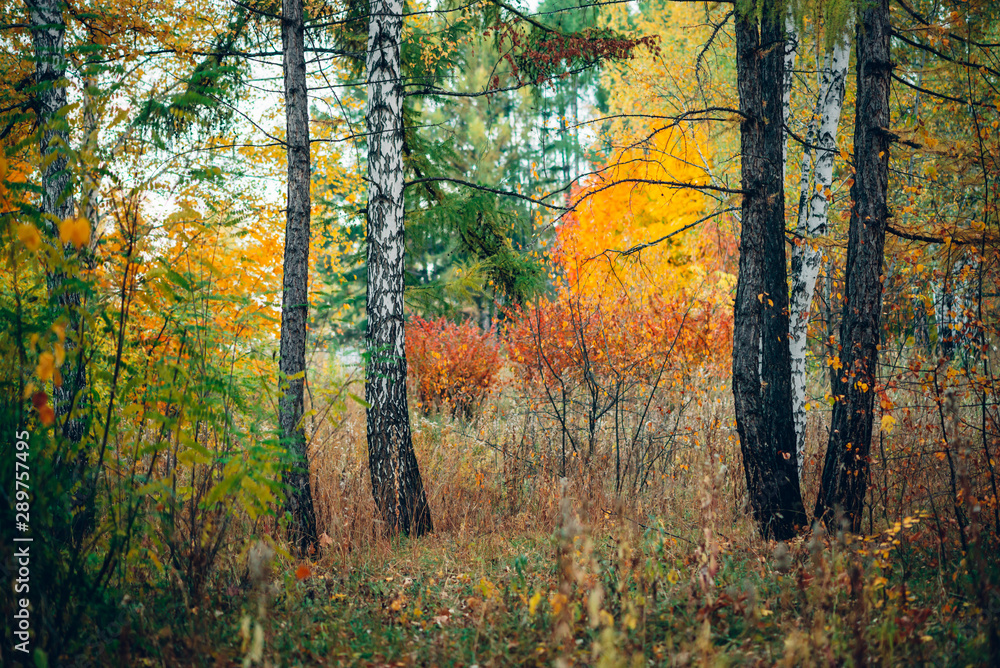 Wonderful autumn landscape with multicolor leaves. Scenic fall foliage on trees. Yellow orange leafage. Beautiful golden autumn in Altai. Colorful fall forest with fallen leafs. Picturesque scenery. Wonderful autumn landscape with multicolor leaves. Scenic fall foliage on trees. Yellow orange leafage. Beautiful golden autumn in Altai. Colorful fall forest with fallen leafs. Picturesque scenery.