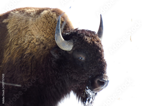 Buffalo 