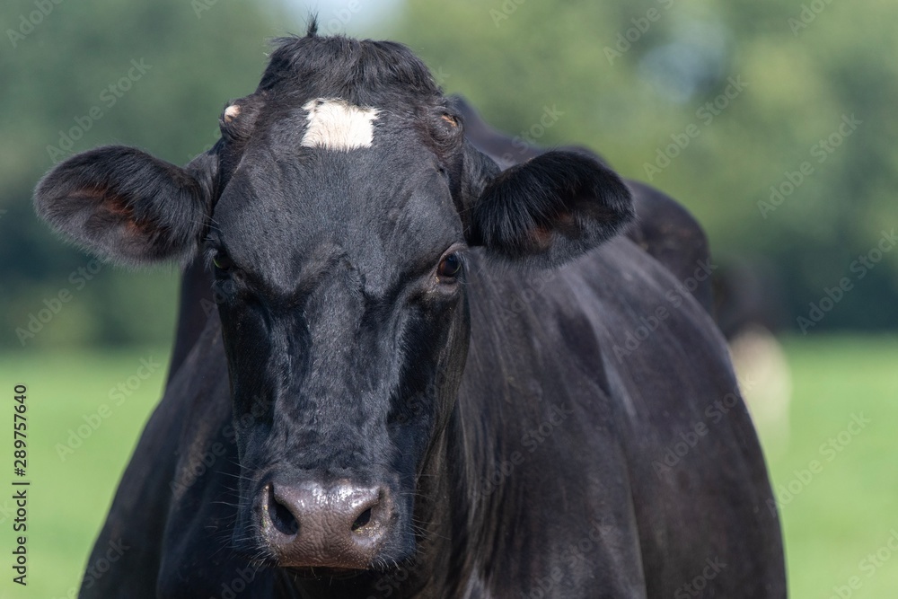 A close up photo photo of a black and white cow in a field A close up photo photo of a black and white cow in a field