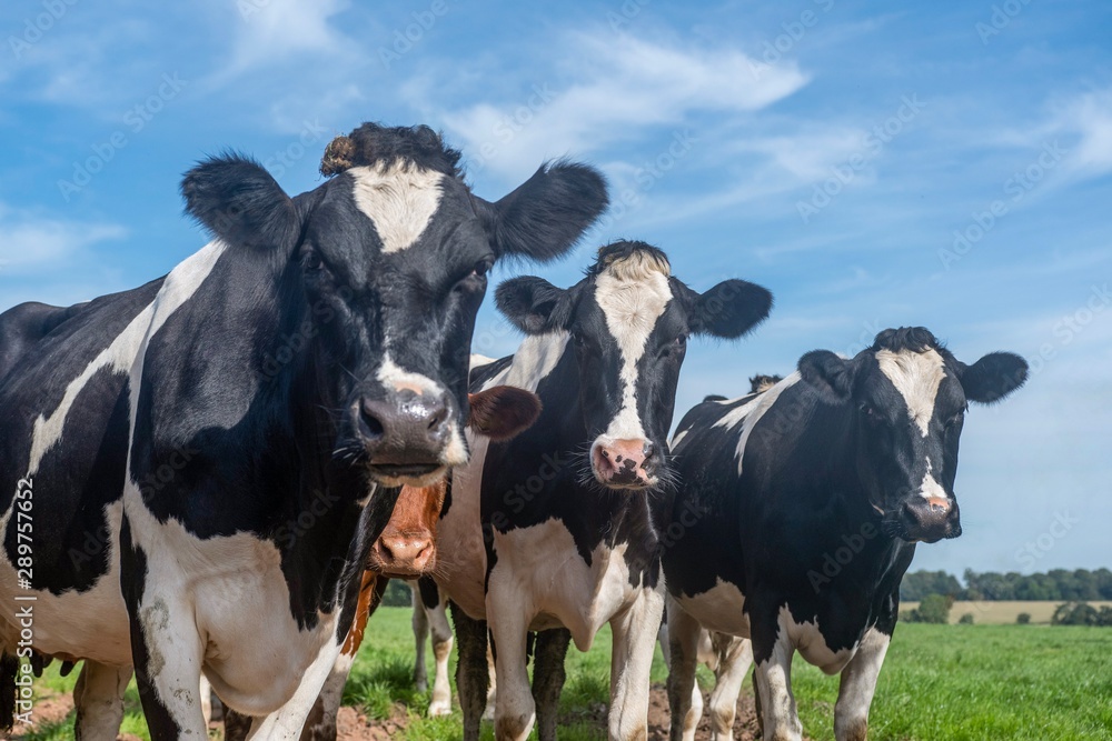 A close up photo of a Herd of dairy Cows in a field A close up photo of a Herd of dairy Cows in a field