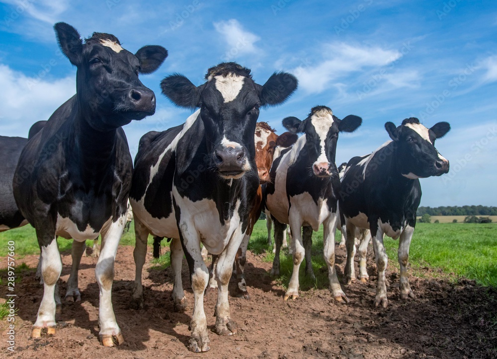 A close up photo of a Herd of dairy Cows in a field 