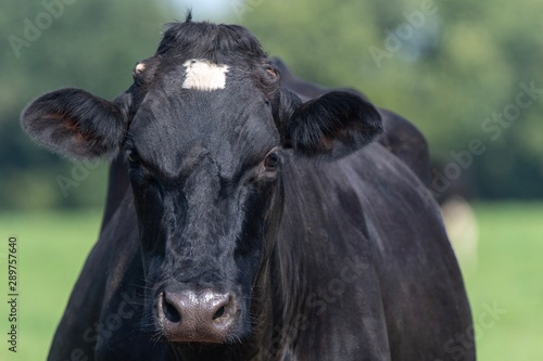 A close up photo photo of a black and white cow in a field 