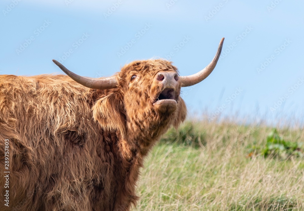 A close up photo of a Highland Cow mooing in a field A close up photo of a Highland Cow mooing in a field