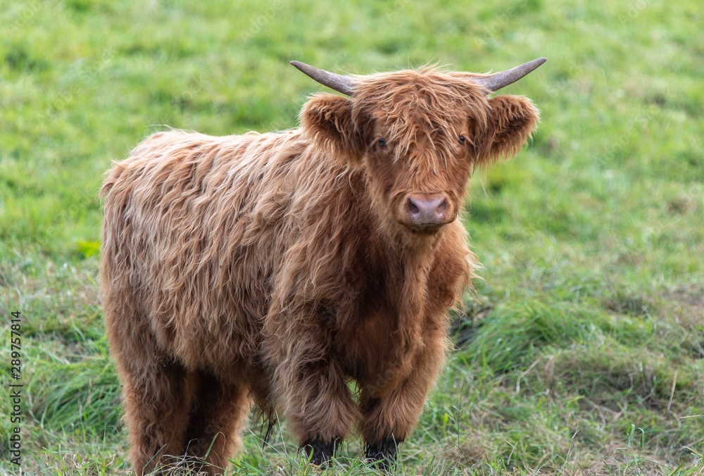 A close up photo of a Highland Cow in a field 
