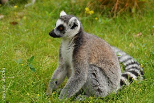 ring tailed lemur on branch of tree