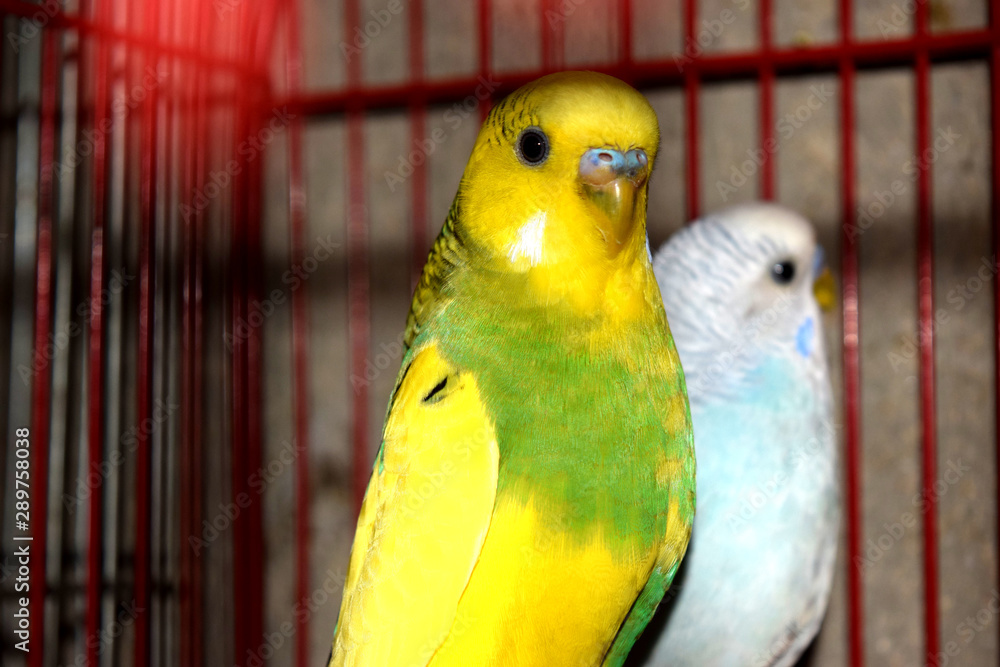 Fototapeta premium birds in cage , home birds 