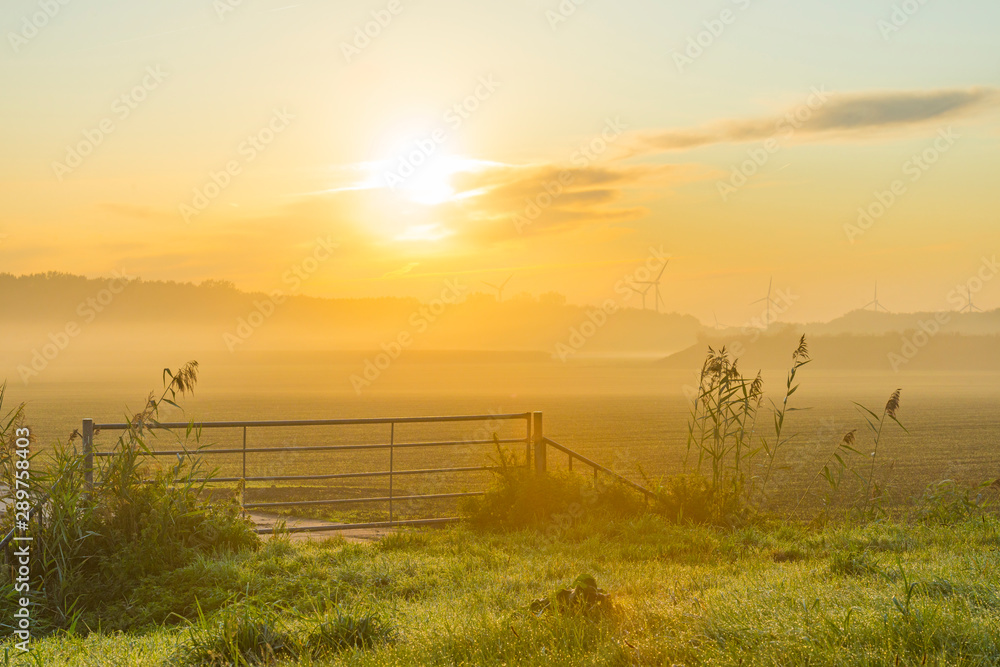 Reed in a foggy field in sunlight at sunrise in summer