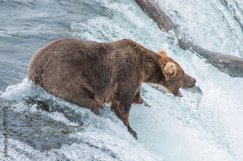 Wallpaper Mural Female Brown Bear catches Sockeye Salmon at Brooks Falls, Alaska Torontodigital.ca